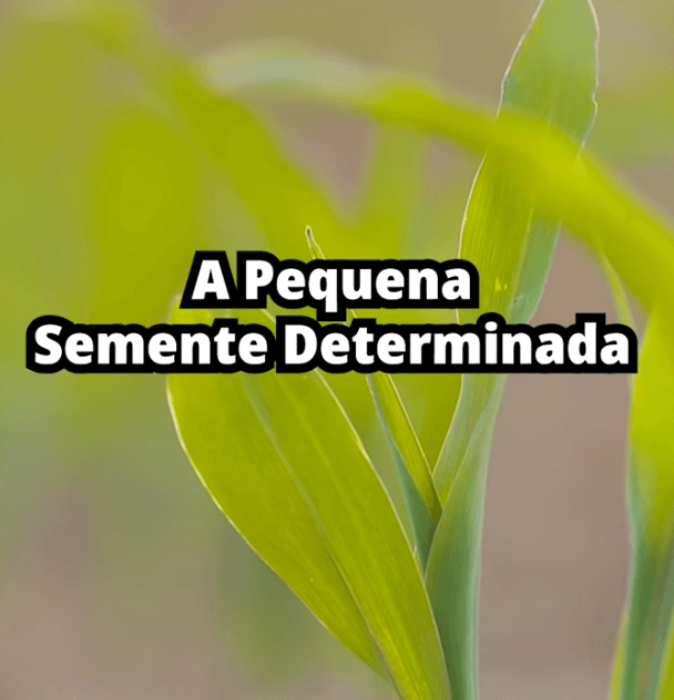 A pequena semente determinada